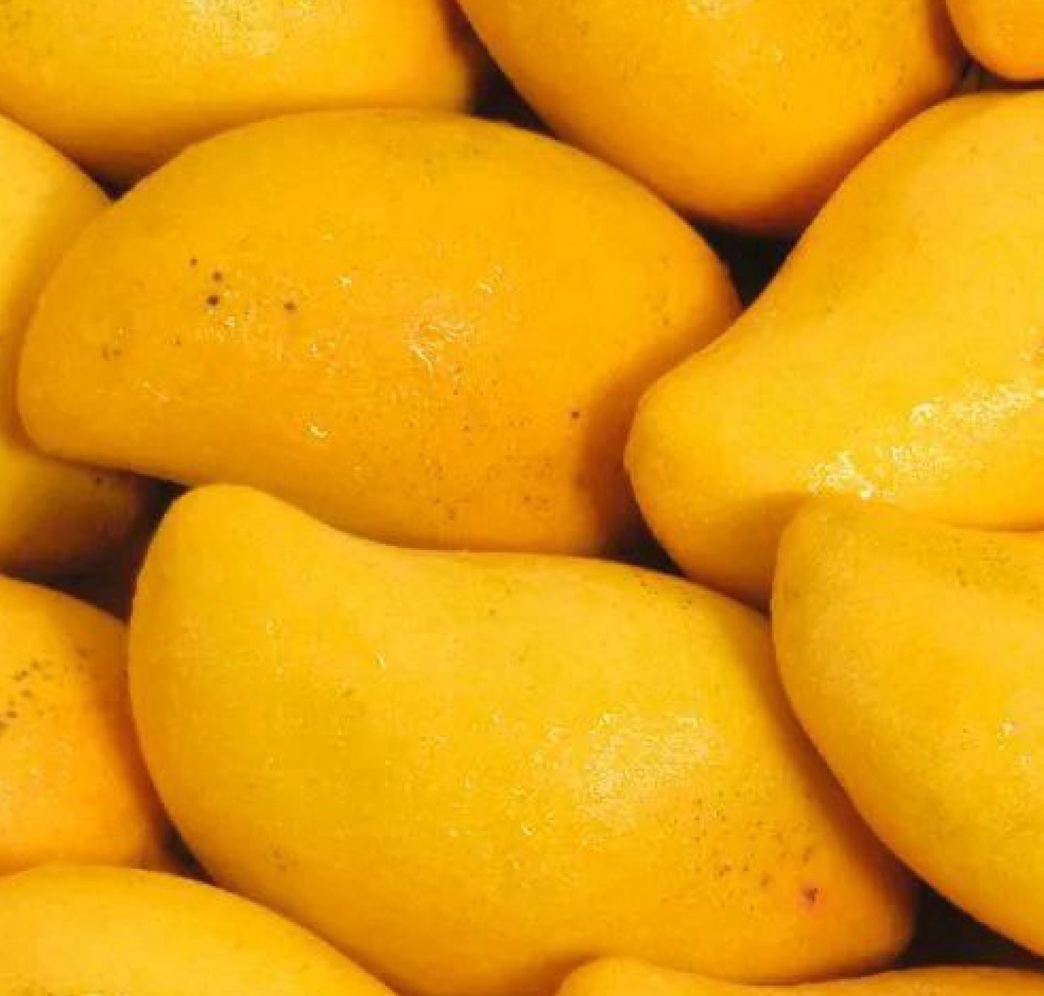 SPF 30 Mango Butter Lip Balm *Pre-Order* - 52 Sundaze