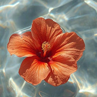 Hibiscus Extract
